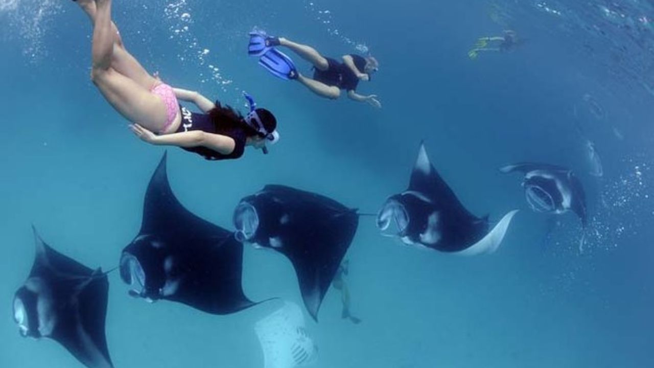 Manta Bay Nusa Penida